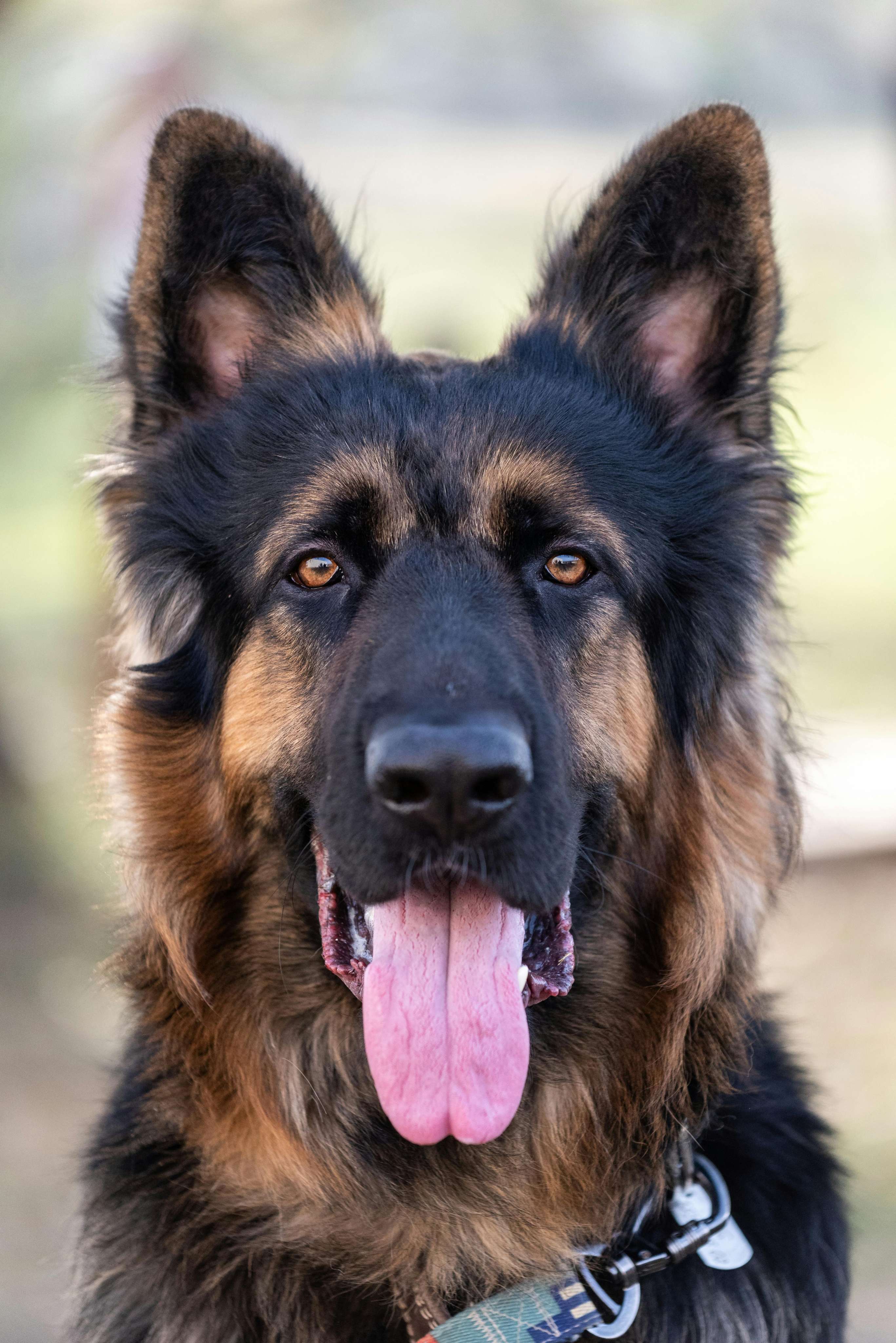 german shepherd & belgian malinois